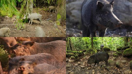 [合集]南美洲热带雨林野猪咀嚼食物野猪特写