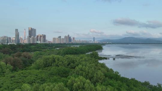 4K深圳福田红树林自然保护区航拍