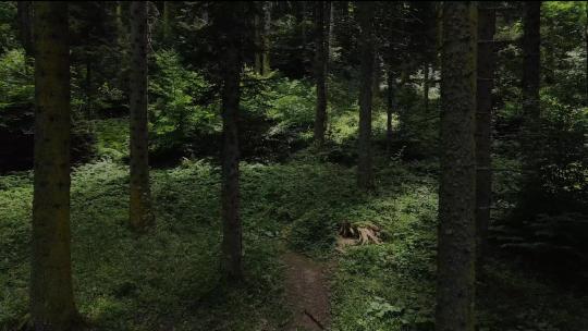 树森林阳光大自然树木春风植树树林木材大树