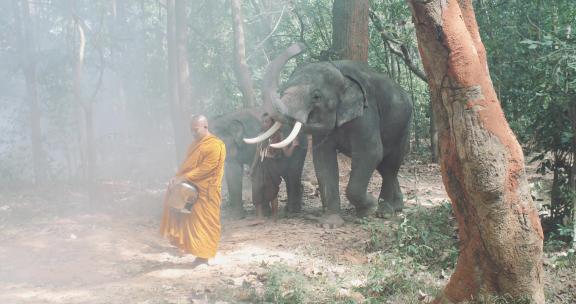一群人牵着大象走在森林中