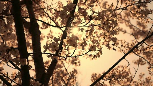 春天夕阳下阳光下逆光的樱花慢镜头