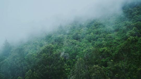 迷雾笼罩的森林穿过云层