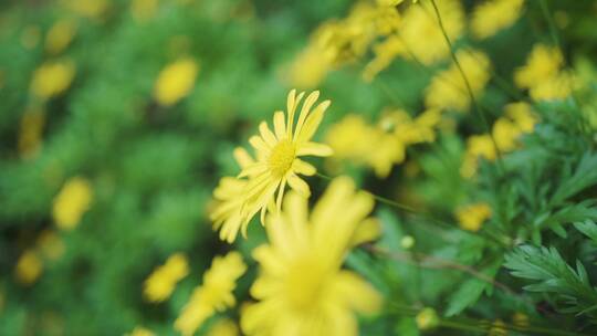 户外盛开的黄色野花