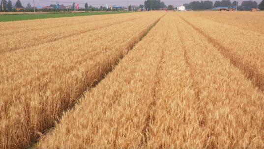 4k航拍准备要收割的成熟小麦