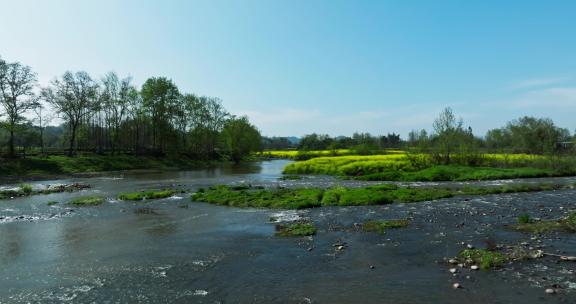 春天的田野油菜花盛开蓝天下溪流水美丽风景