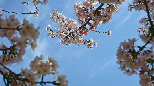 春天蓝色天空背景和盛开的樱花树慢镜头