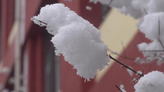 下雪时挂着厚厚积雪的树枝3