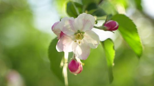 苹果树花苹果花果树开花风吹花瓣