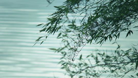 赤水竹海湖边竹叶 湖面竹叶倒影视频素材模板下载