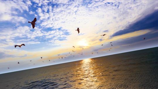 海鸥群自由飞翔素材合集