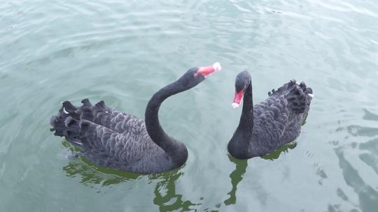 湖水中相爱的黑天鹅