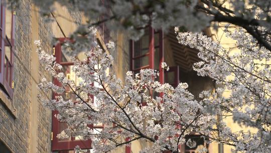 春天樱花季武汉大学校园盛开樱花视频素材模板下载