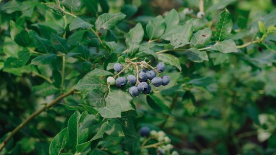 蓝莓种植采摘园逐渐成熟的蓝莓