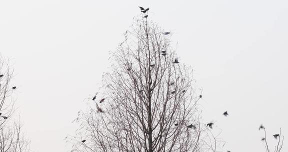 春天一群鸟在树枝上空镜