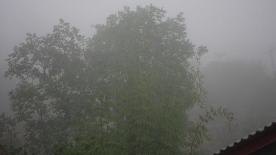 雨天雨季树林树荫树叶