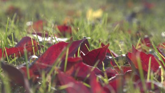 绿色草坪草地中的红枫叶