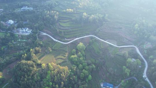 4K春天梯田茶园阳光航拍视频