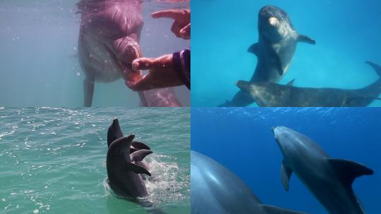 【合集】海豚 海洋天使 海洋生物 海豚跳跃