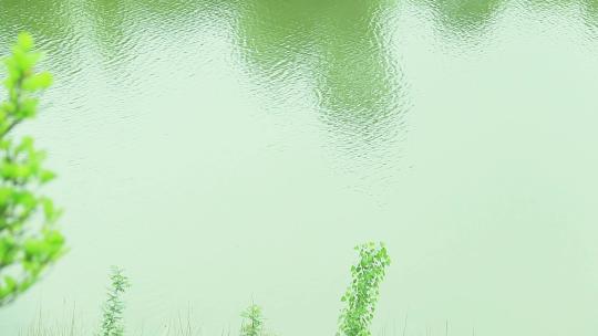 翠绿水面 碧绿水面 水边绿植