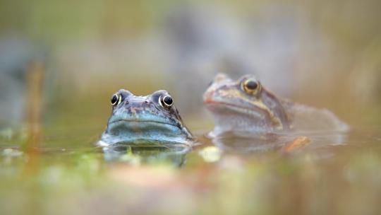 农田里池塘里的青蛙特写镜头