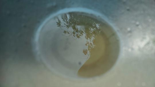 水滴滴入水碗中 树影 涟漪视频素材模板下载