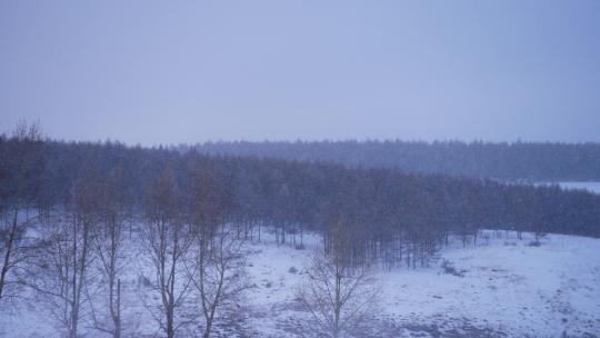 雪天的森林大兴安岭