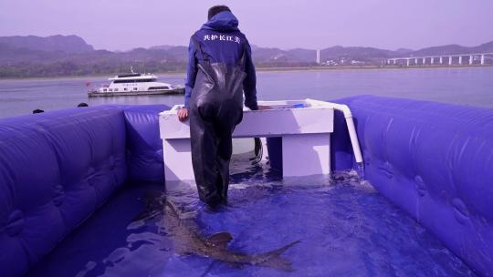 相机高清摄宜昌中华鲟放流2013年鱼种视频素材模板下载