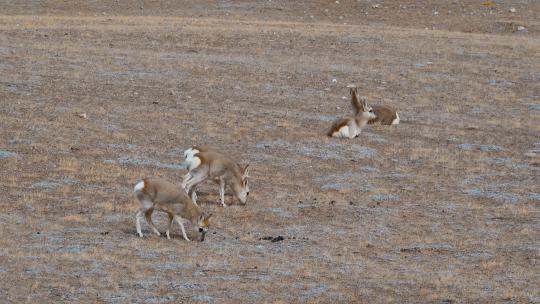 西藏旅游风光野生动物高原藏羚羊黄羊