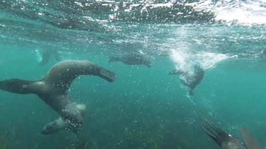 水下拍摄海狮游泳视频素材模板下载