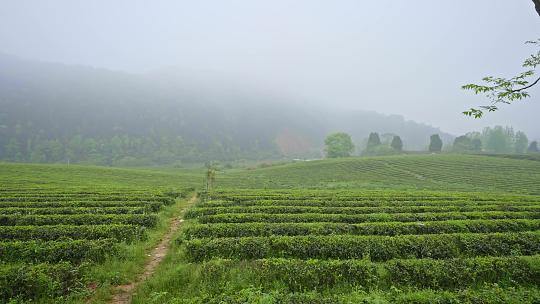 茶园风光