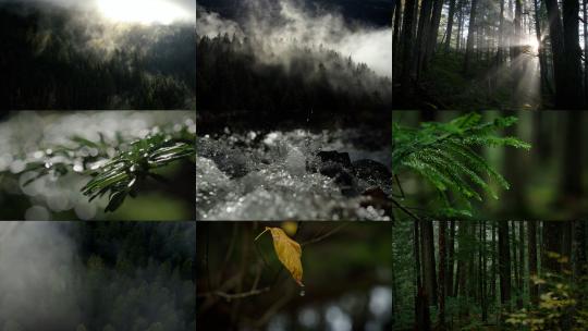 绝美迷雾森林雨水雨滴云雾阳光穿过森林雨季