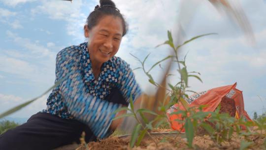 挖药 采药 太子参 农村经济 中药材