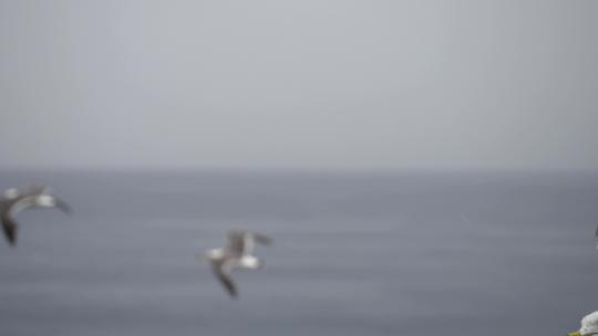 海上飞翔的海鸥慢动作