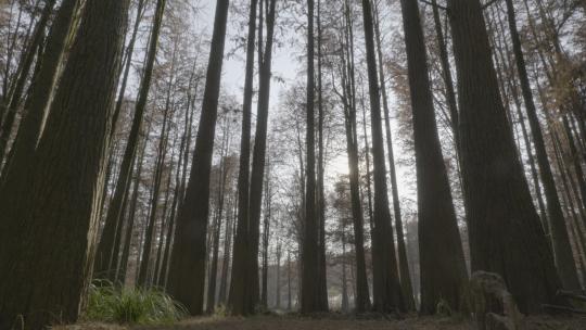 秋天的红杉林视频素材模板下载