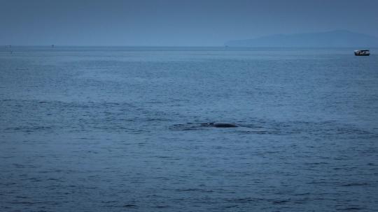 广西涠洲岛日落鲸鱼大海航拍
