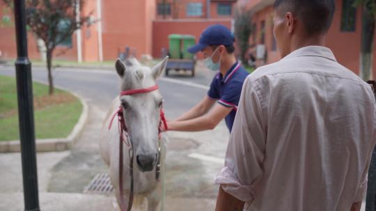 训练员给马洗澡