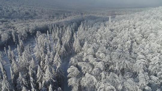 茂密雪林