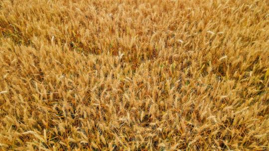 万物复苏万物生长生长