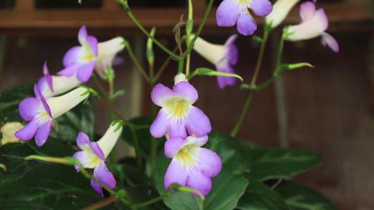 紫色大根报春苣苔花紫花朵