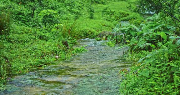 自然绿色小溪流水