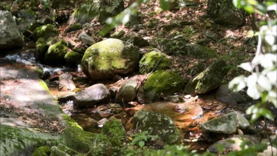 树林光影下溪流石头长满青苔氛围感风景大片