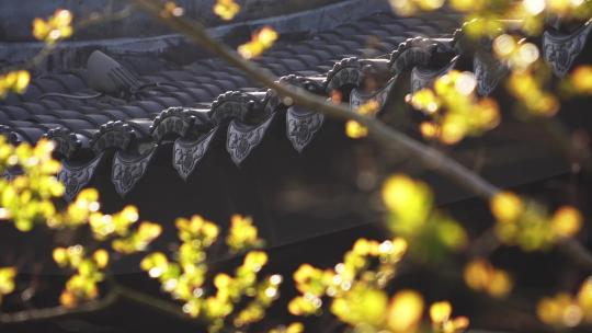 春天发芽树枝传统中式园林建筑凉亭屋檐瓦片