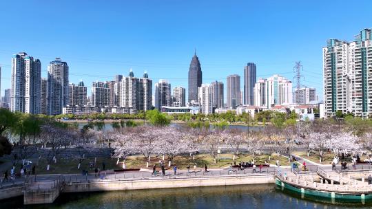 航拍武汉城市春天樱花季街景
