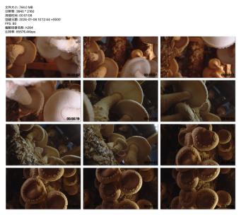 蘑菇生长：自然农耕的奇迹高清在线视频素材下载