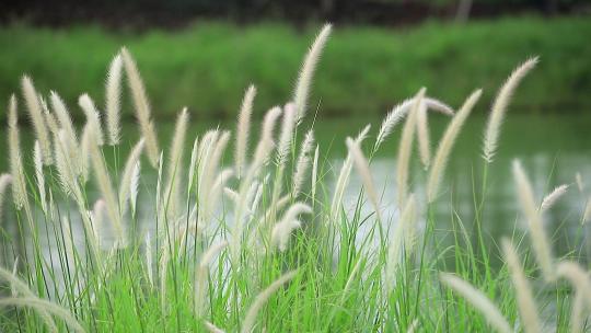 狗尾巴草唯美逆光光线自然抒情草地植物