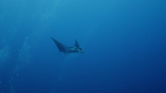 海底蝠鲼魔鬼鱼海洋世界