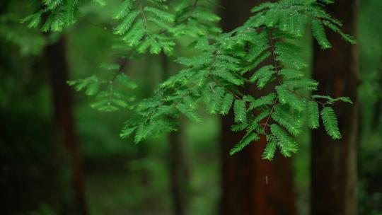杭州虎跑下雨天绿色水杉树叶上挂满雨滴