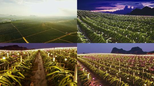 广西火龙果种植基地航拍合集高清在线视频素材下载