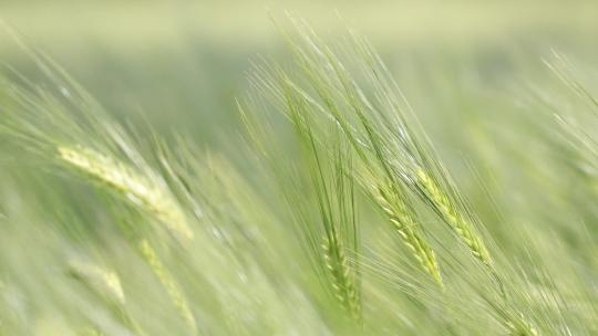 麦田 小麦 麦穗 农业