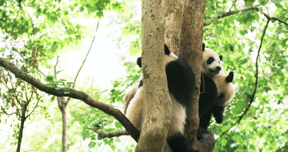 三只大熊猫挤在树上